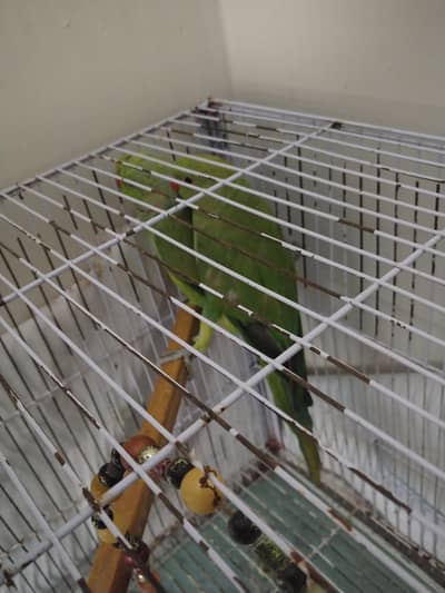 breeding pair for sale