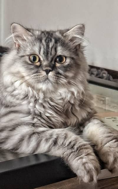 Siberian Kitten (Male)