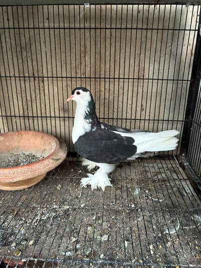 black German sherazi pair