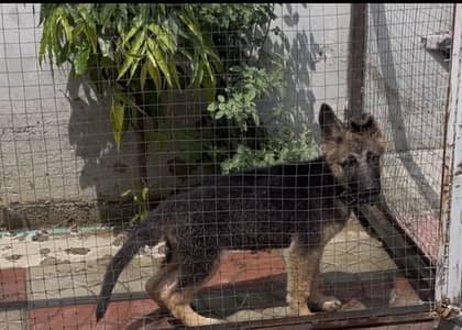 German Shephard stock coat female puppy for sale