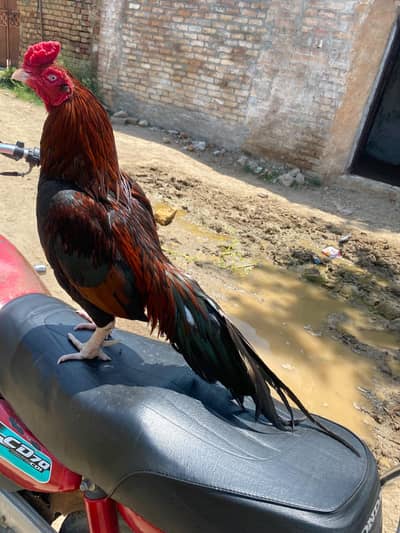 Main wali Aseel