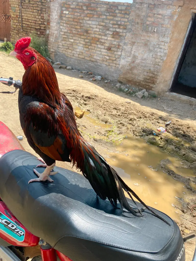 Main wali Aseel — photo 2