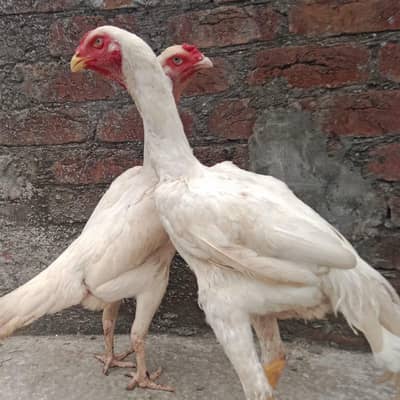 German Shamo Breeder Pair | Swing Neck | Long Hight
