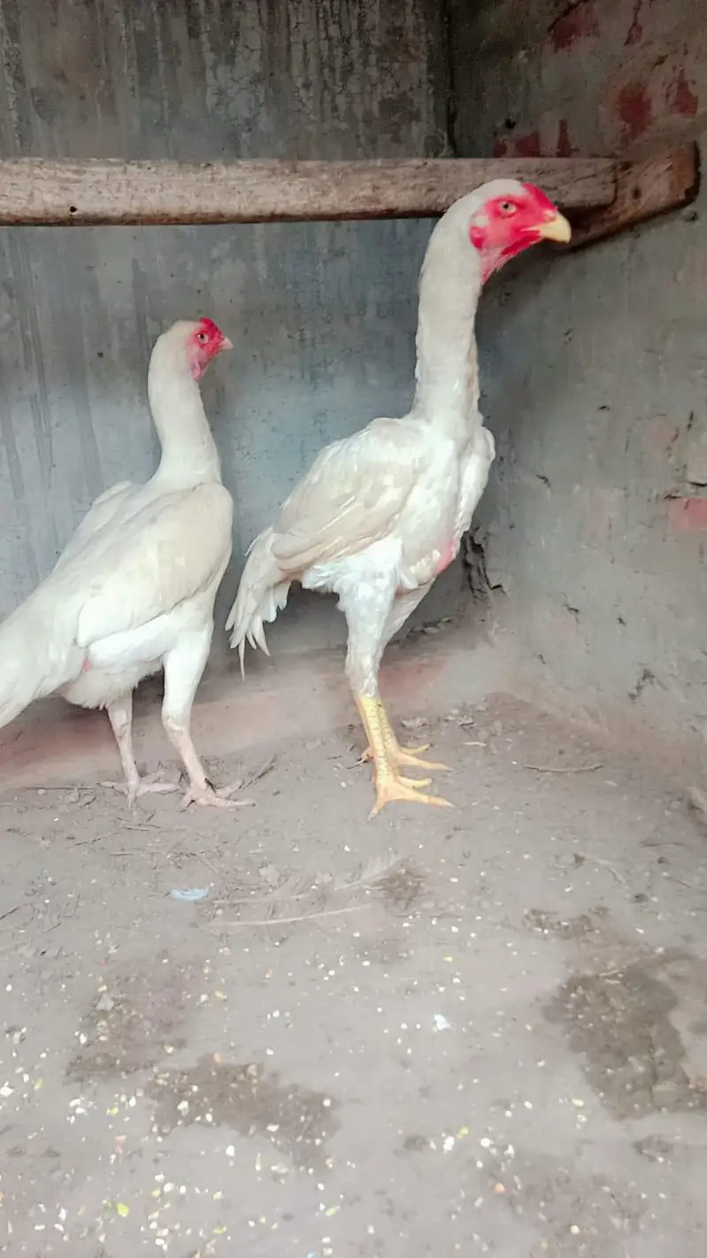 German Shamo Breeder Pair | Swing Neck | Long Hight — photo 2