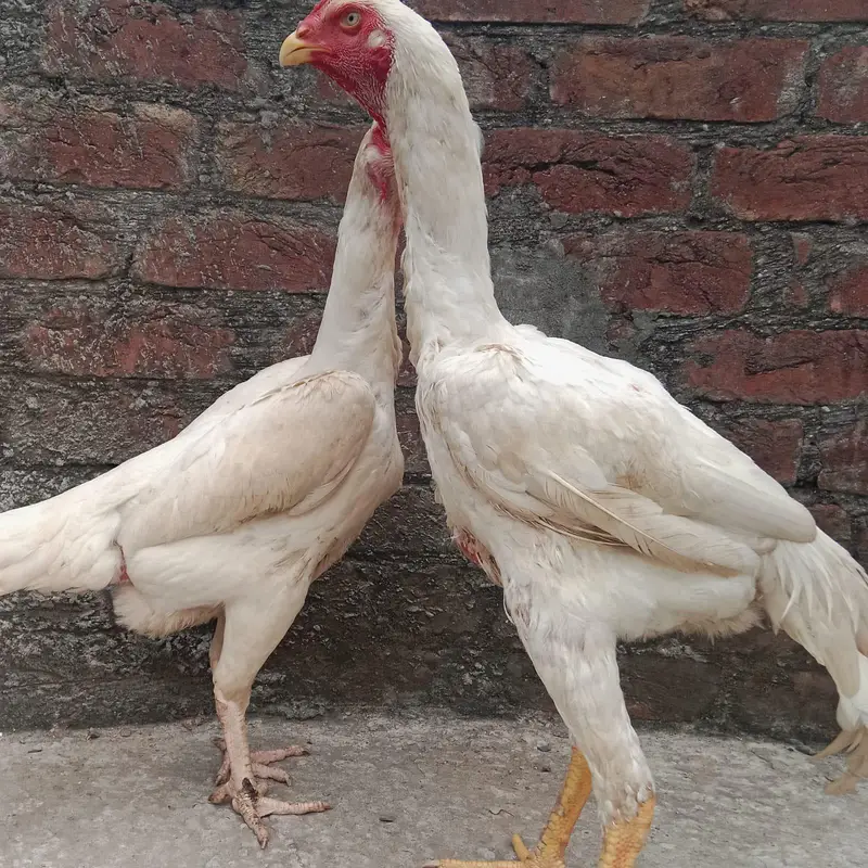 German Shamo Breeder Pair | Swing Neck | Long Hight — photo 3