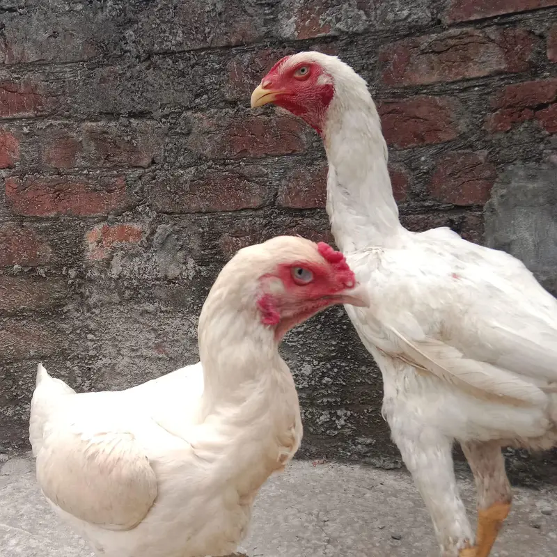 German Shamo Breeder Pair | Swing Neck | Long Hight — photo 4