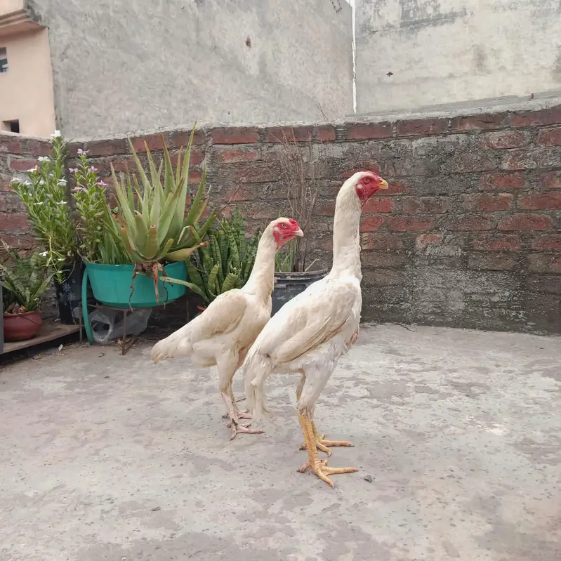 German Shamo Breeder Pair | Swing Neck | Long Hight — photo 5