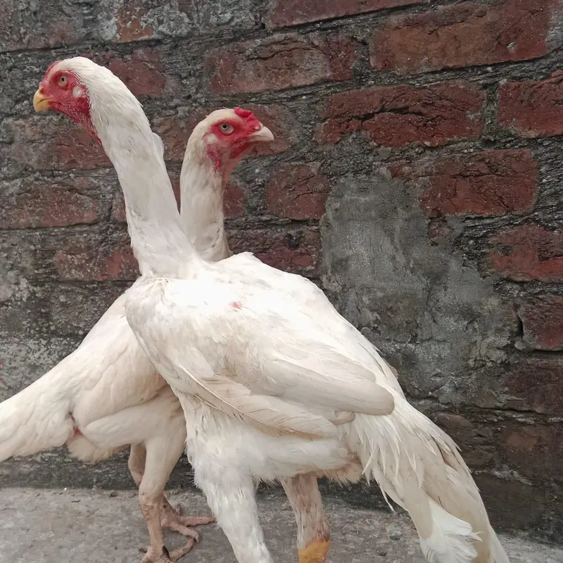 German Shamo Breeder Pair | Swing Neck | Long Hight — photo 6