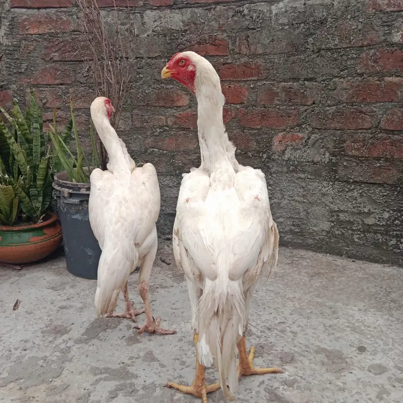 German Shamo Breeder Pair | Swing Neck | Long Hight — photo 7