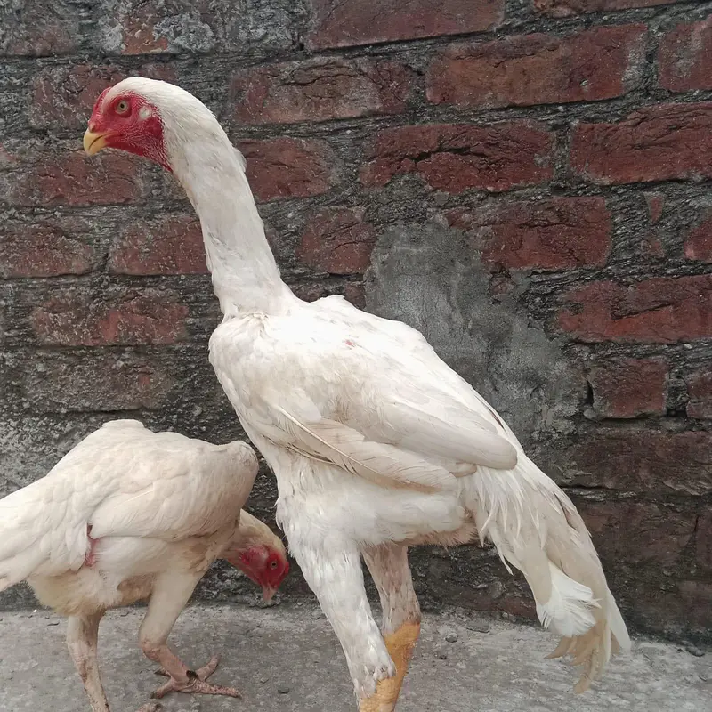 German Shamo Breeder Pair | Swing Neck | Long Hight — photo 8