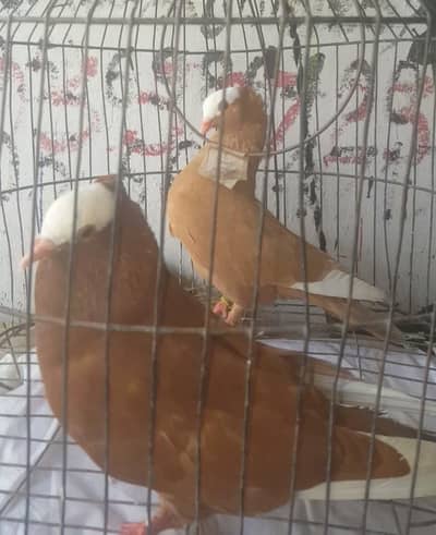 2 imported mokhi pair