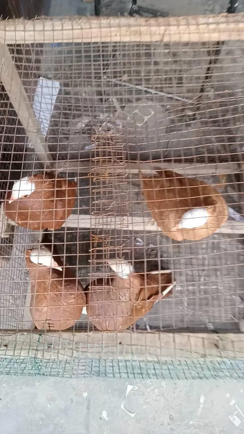 2 imported mokhi pair — photo 2