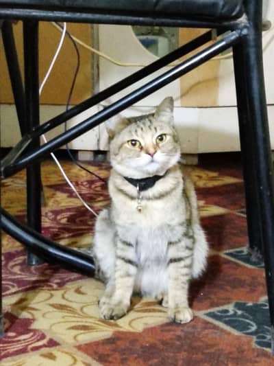 home cats for sale