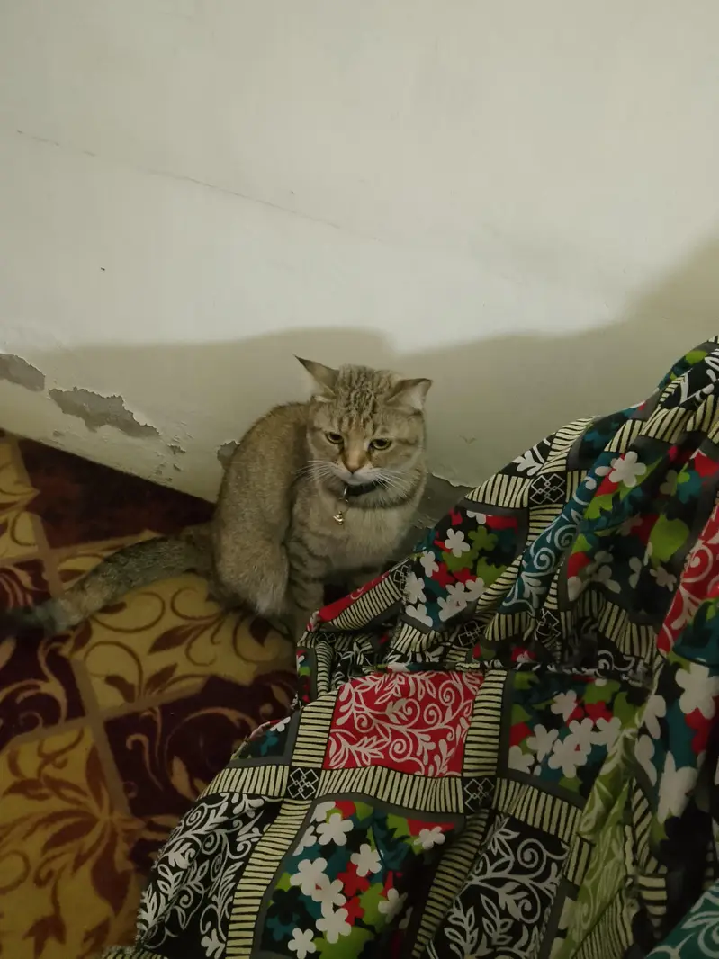 home cats for sale — photo 2