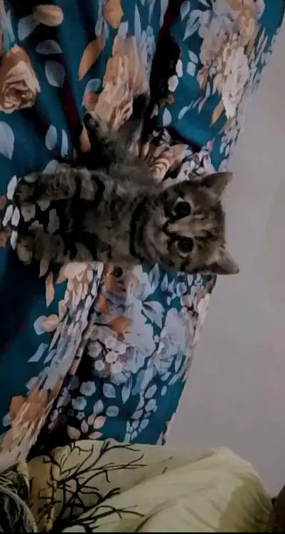 home cats for sale — photo 3