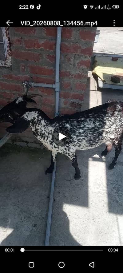 bakri 2 female bachon ke sath