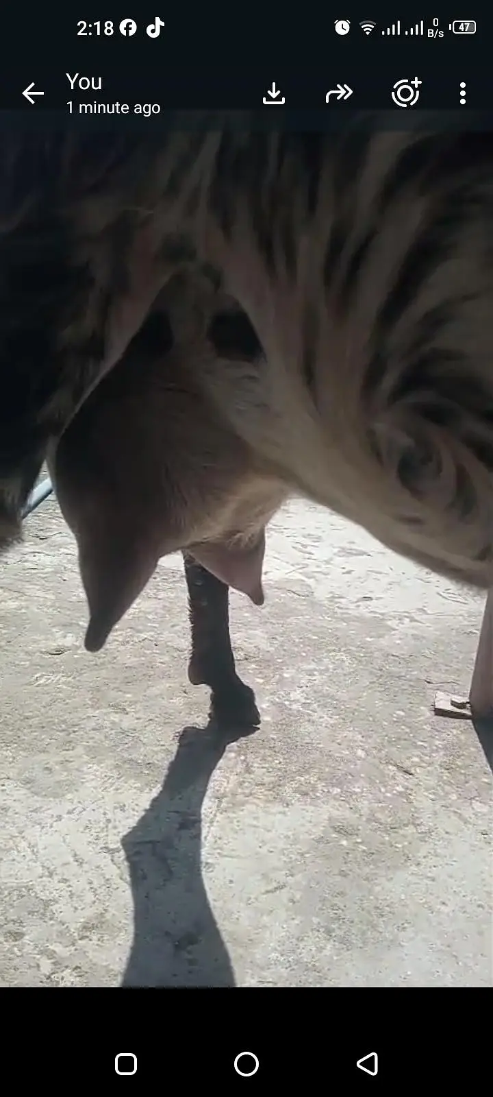 bakri 2 female bachon ke sath — photo 2