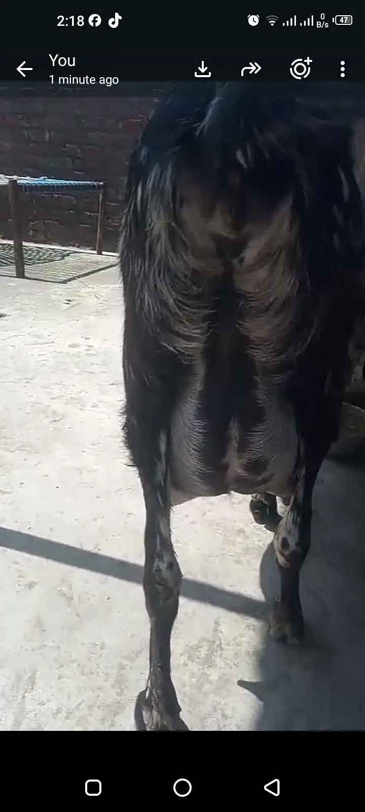 bakri 2 female bachon ke sath — photo 3
