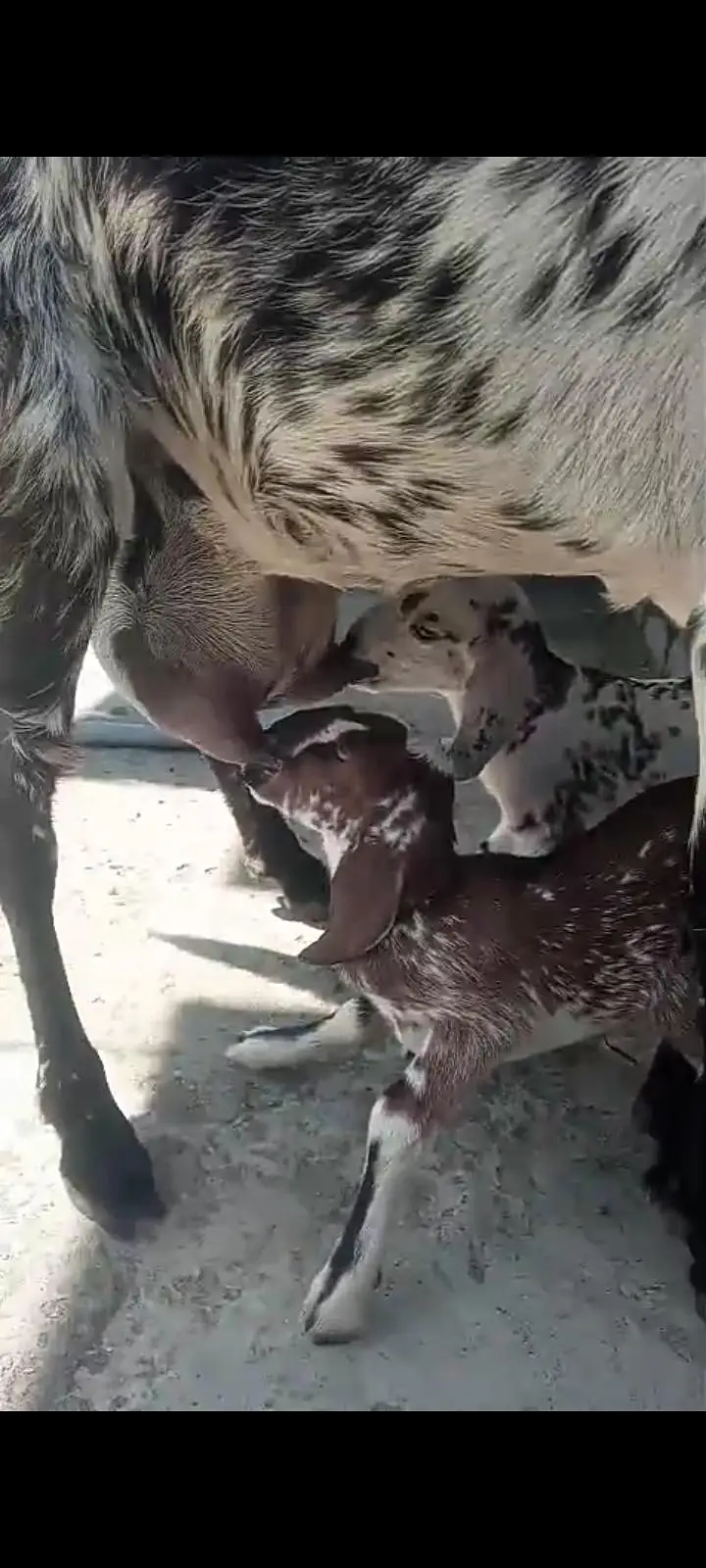 bakri 2 female bachon ke sath — photo 4
