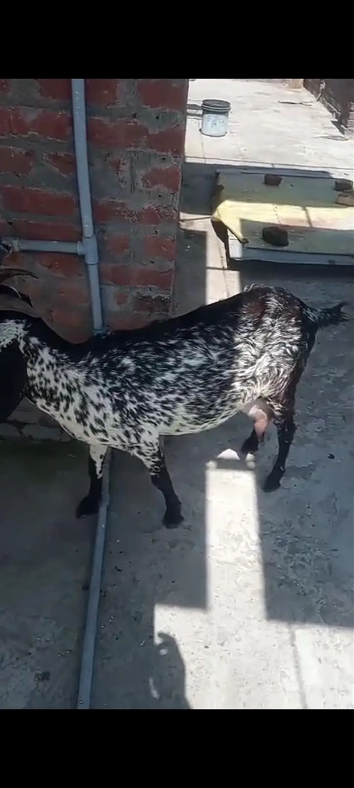 bakri 2 female bachon ke sath — photo 6