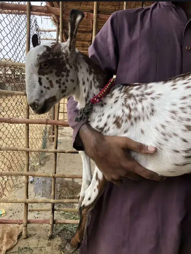 Gulabi bakri patari bakri — photo 5