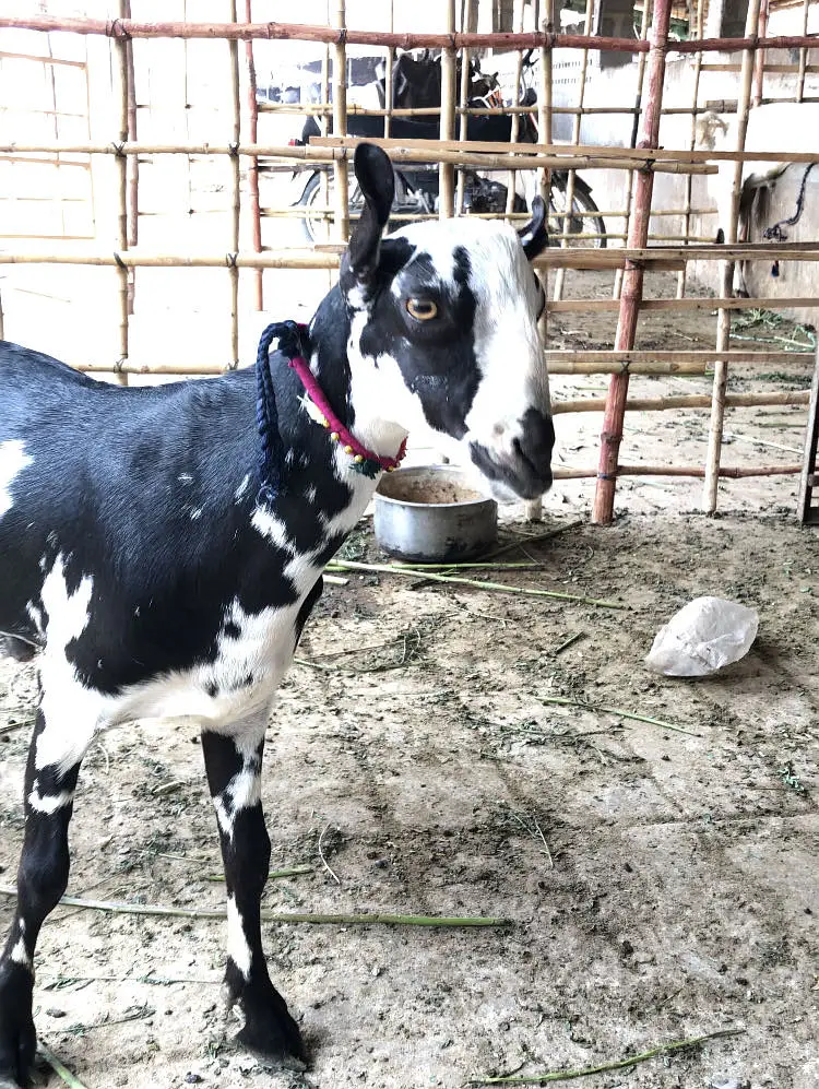 Gulabi bakri patari bakri — photo 6