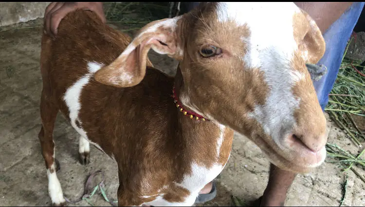 Gulabi bakri patari bakri — photo 7