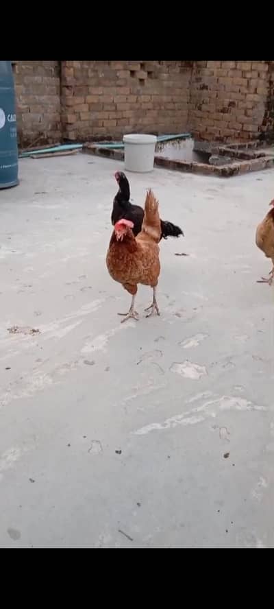 golden misri hens for sale
