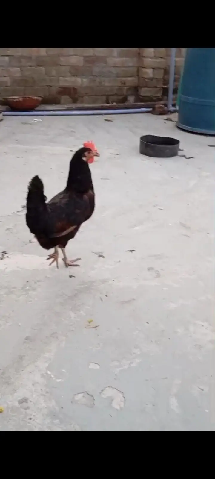 golden misri hens for sale — photo 2