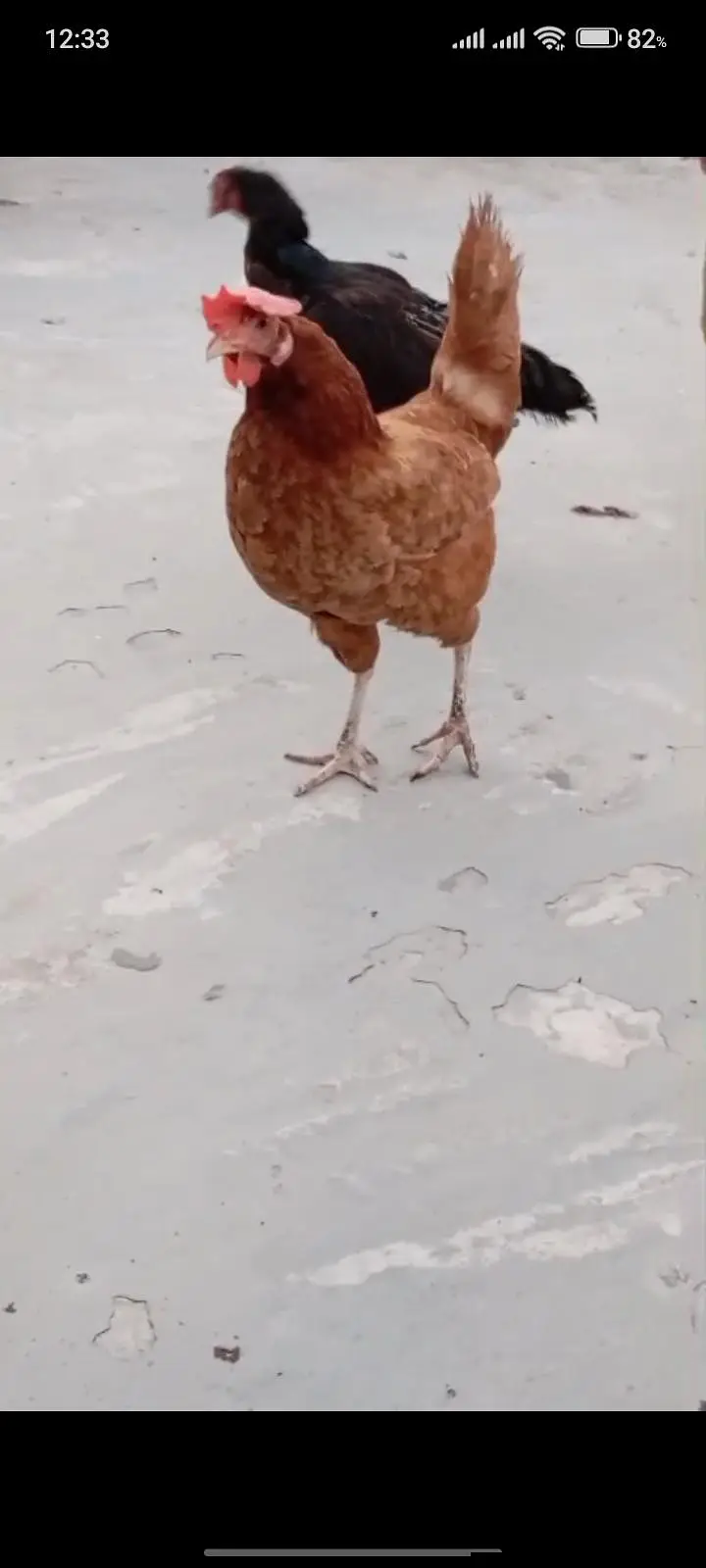 golden misri hens for sale — photo 3