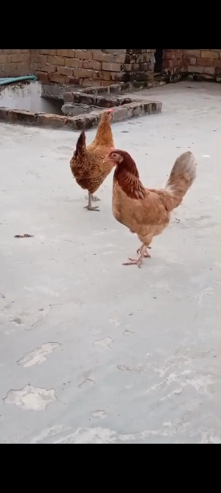 golden misri hens for sale — photo 4