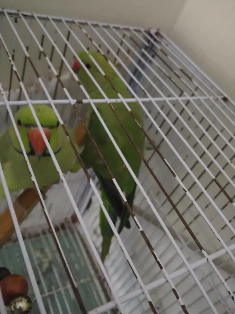 breeding pair for sale — photo 2