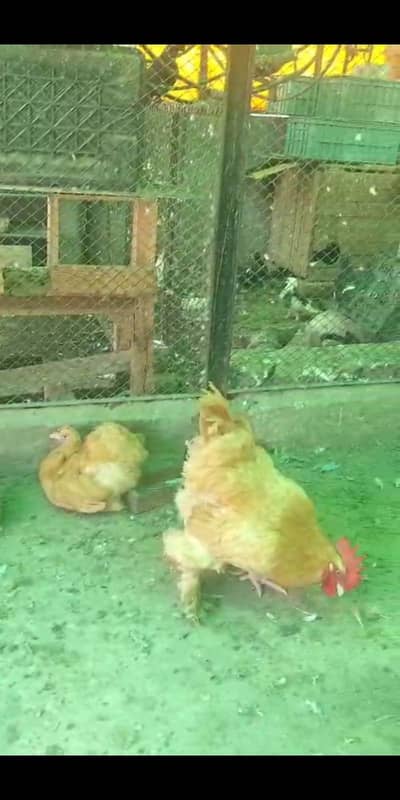 Golden buff pair make big size 03224732051 WhatsApp  number