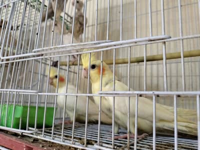 Cocktail and love birds pathy 800- 1500