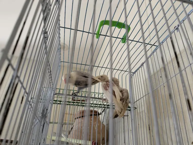 Cocktail and love birds pathy 800- 1500 — photo 2