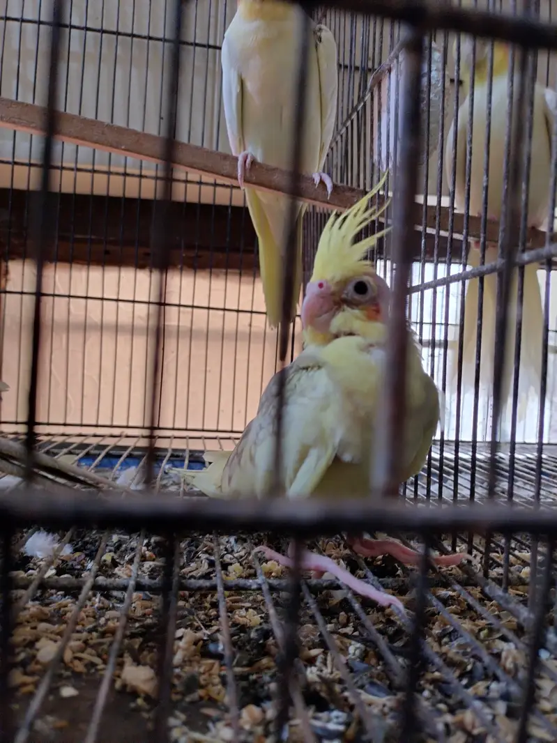 Cocktail and love birds pathy 800- 1500 — photo 3