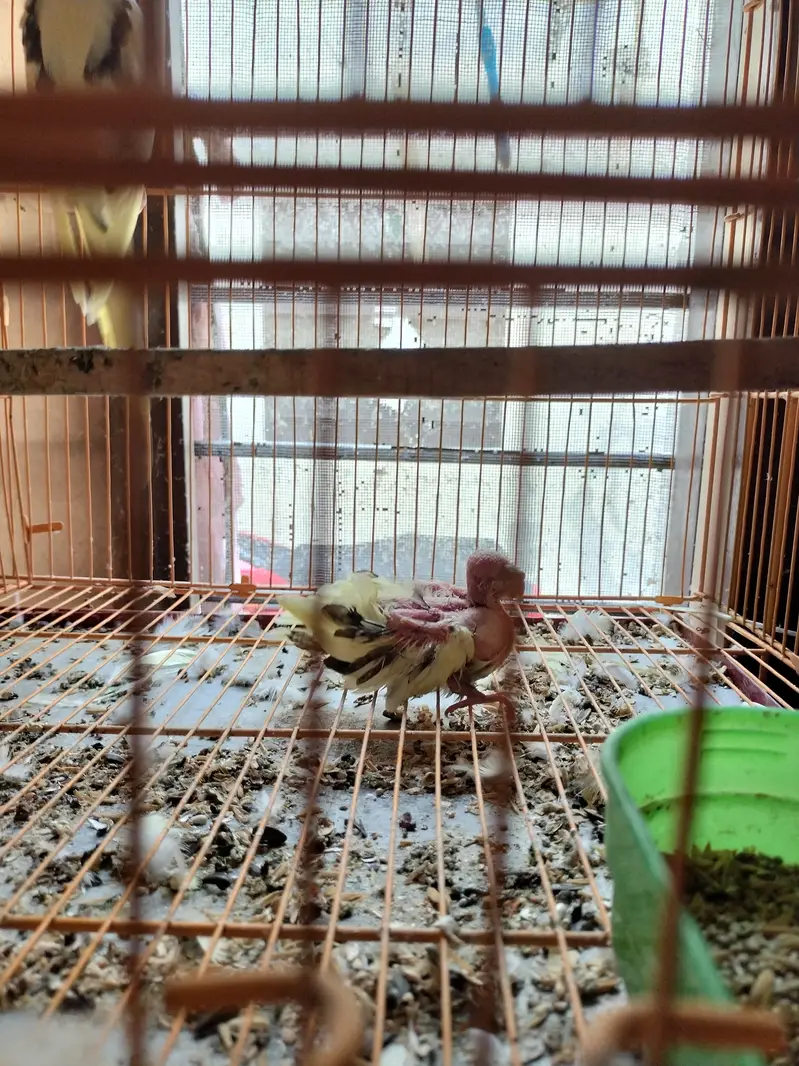 Cocktail and love birds pathy 800- 1500 — photo 4