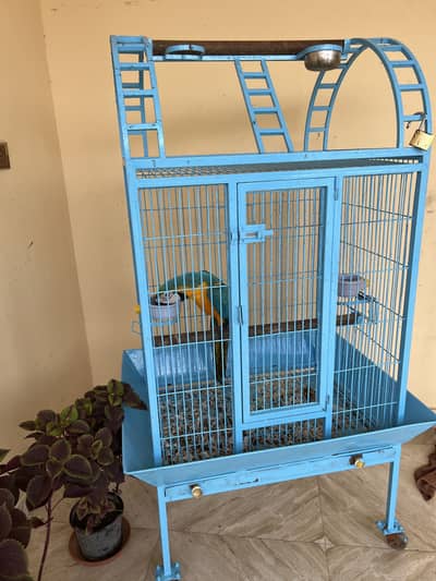 Blue and golden macaw