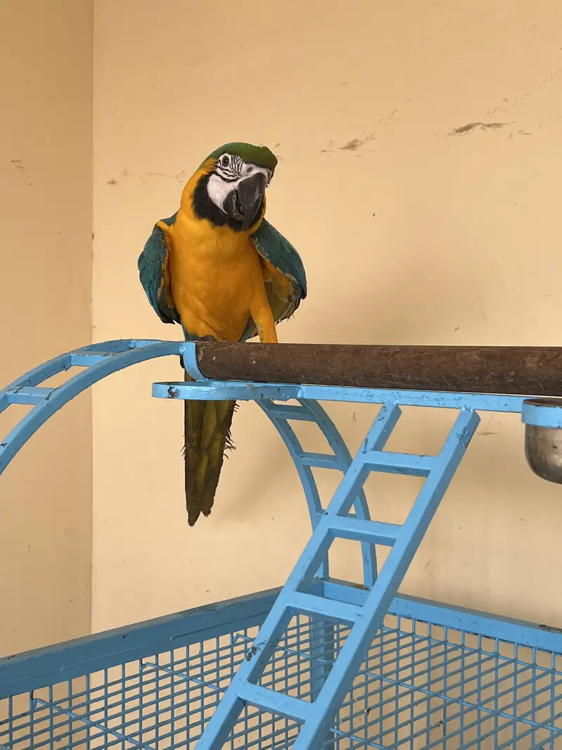 Blue and golden macaw — photo 2