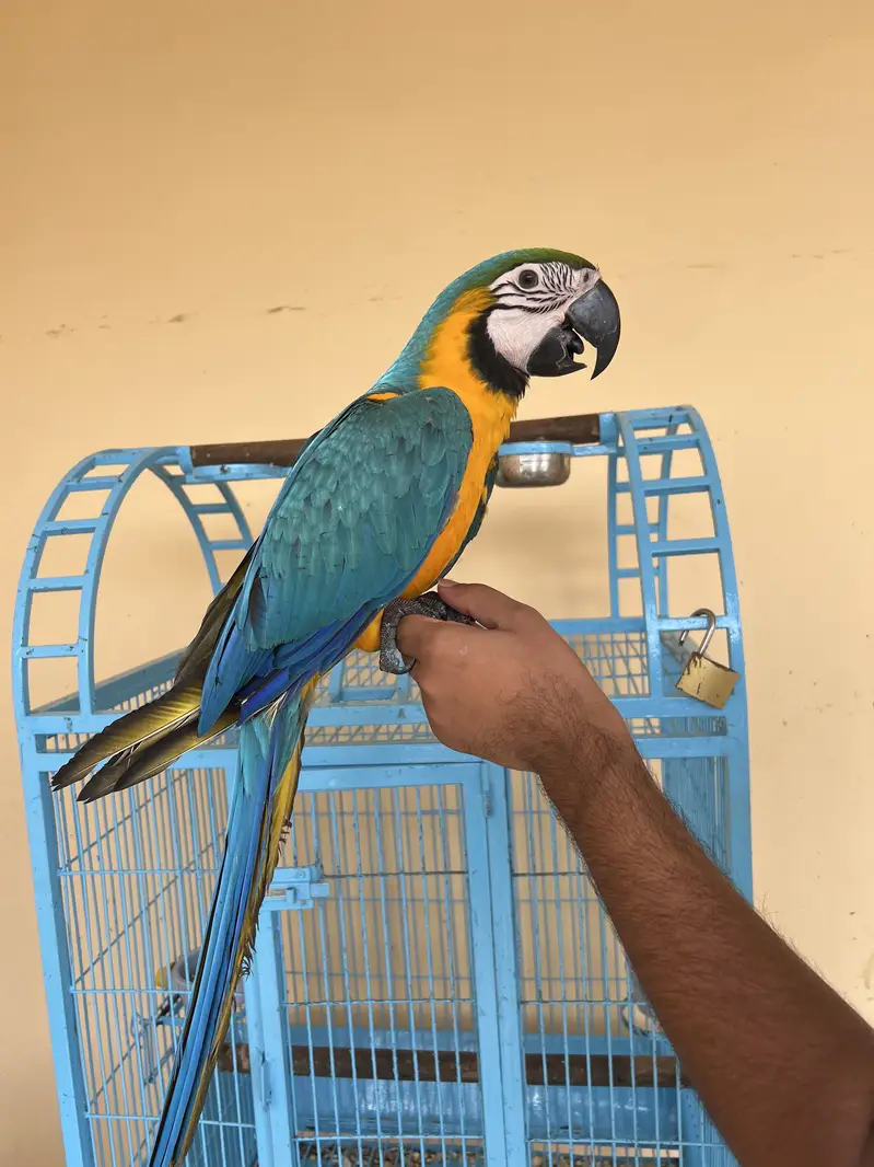 Blue and golden macaw — photo 3