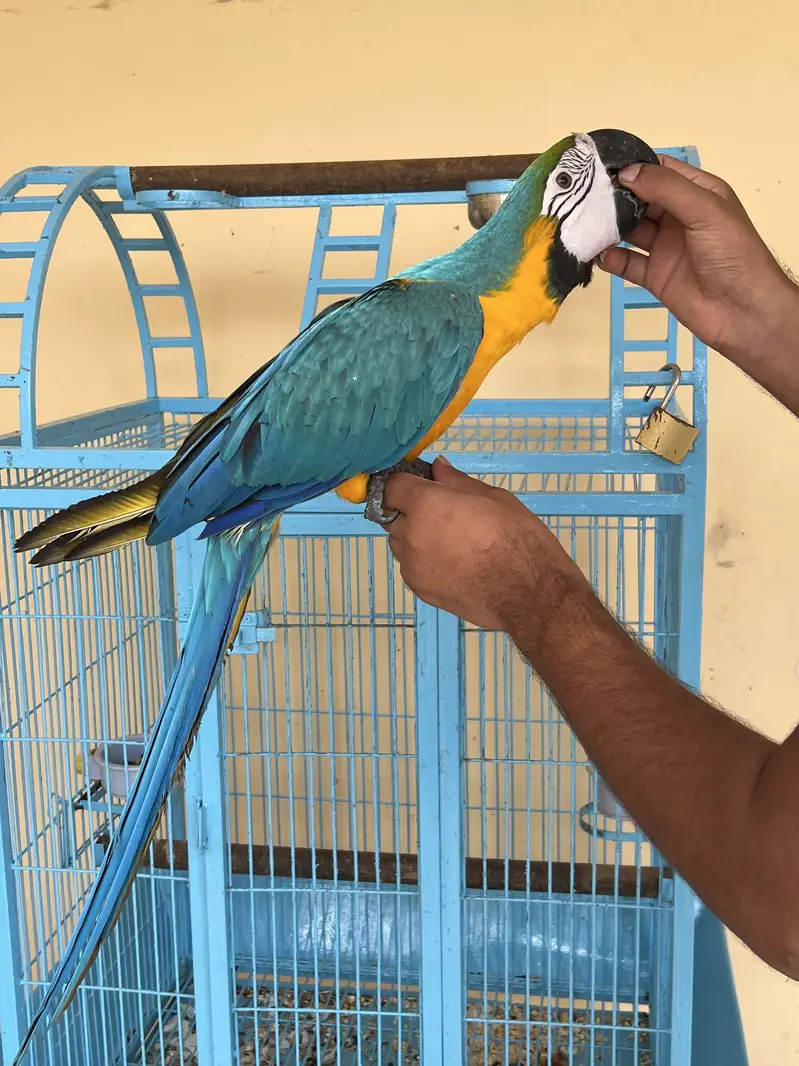 Blue and golden macaw — photo 4