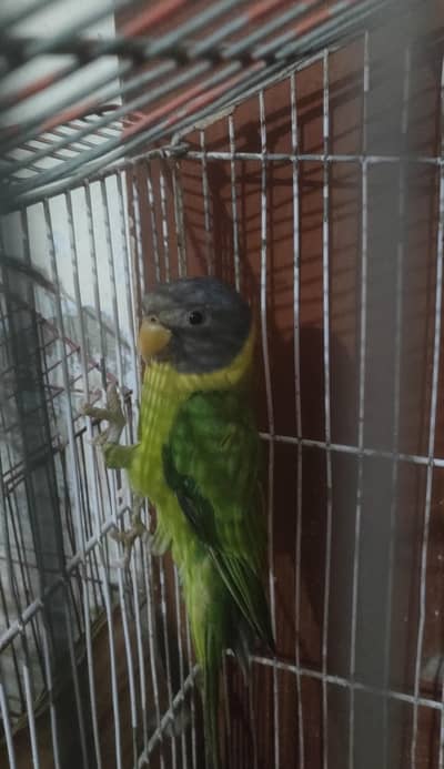 pulm haed female