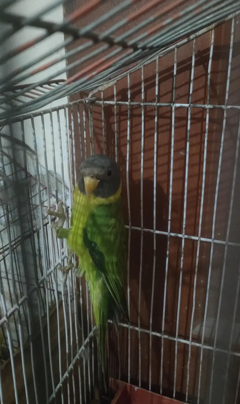 pulm haed female — photo 2