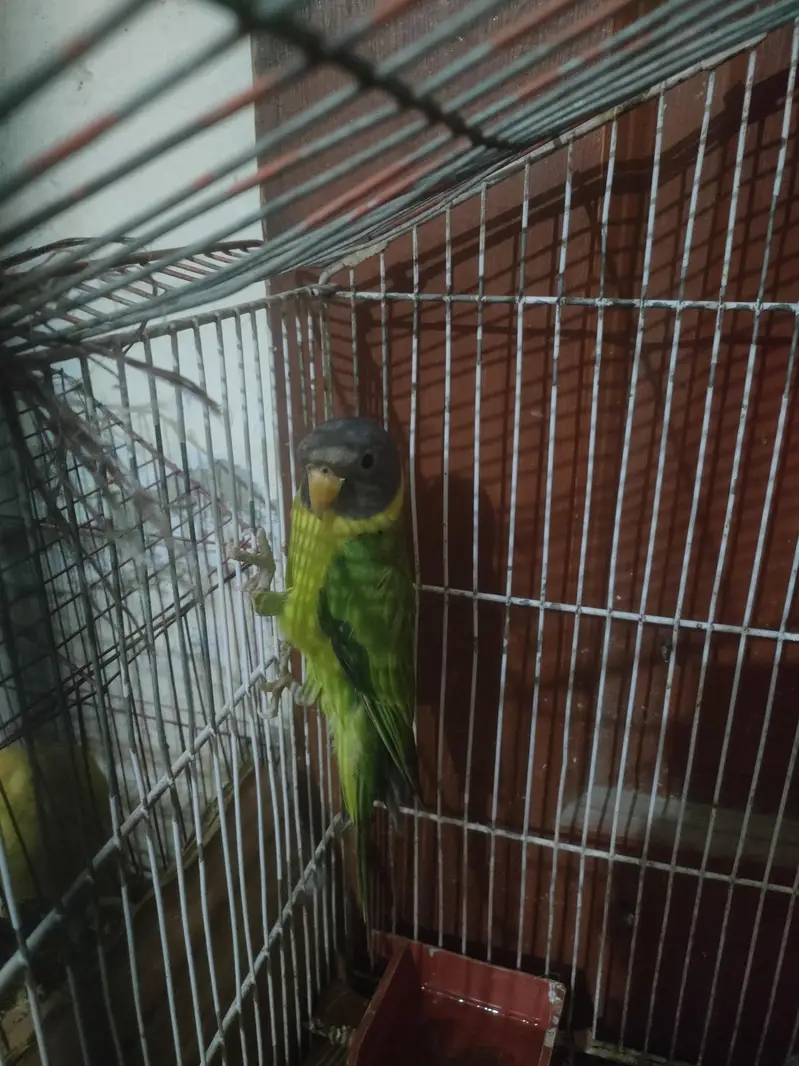 pulm haed female — photo 3