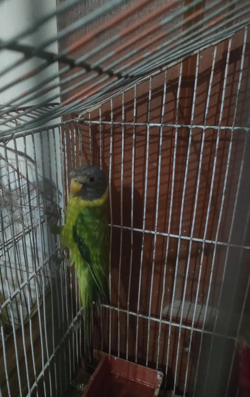 pulm haed female — photo 4