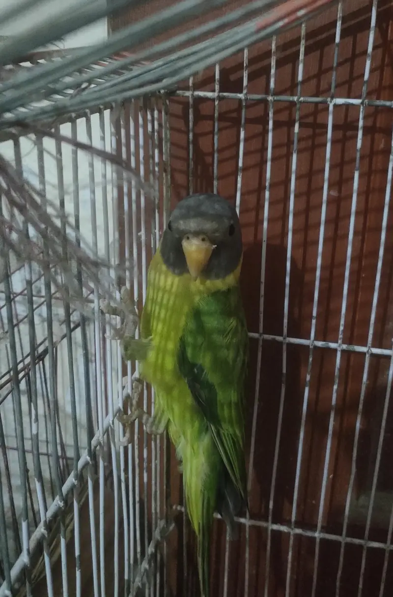 pulm haed female — photo 5