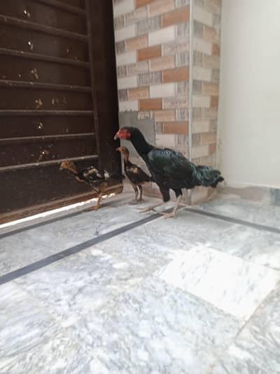Aseel murge with 2chicks