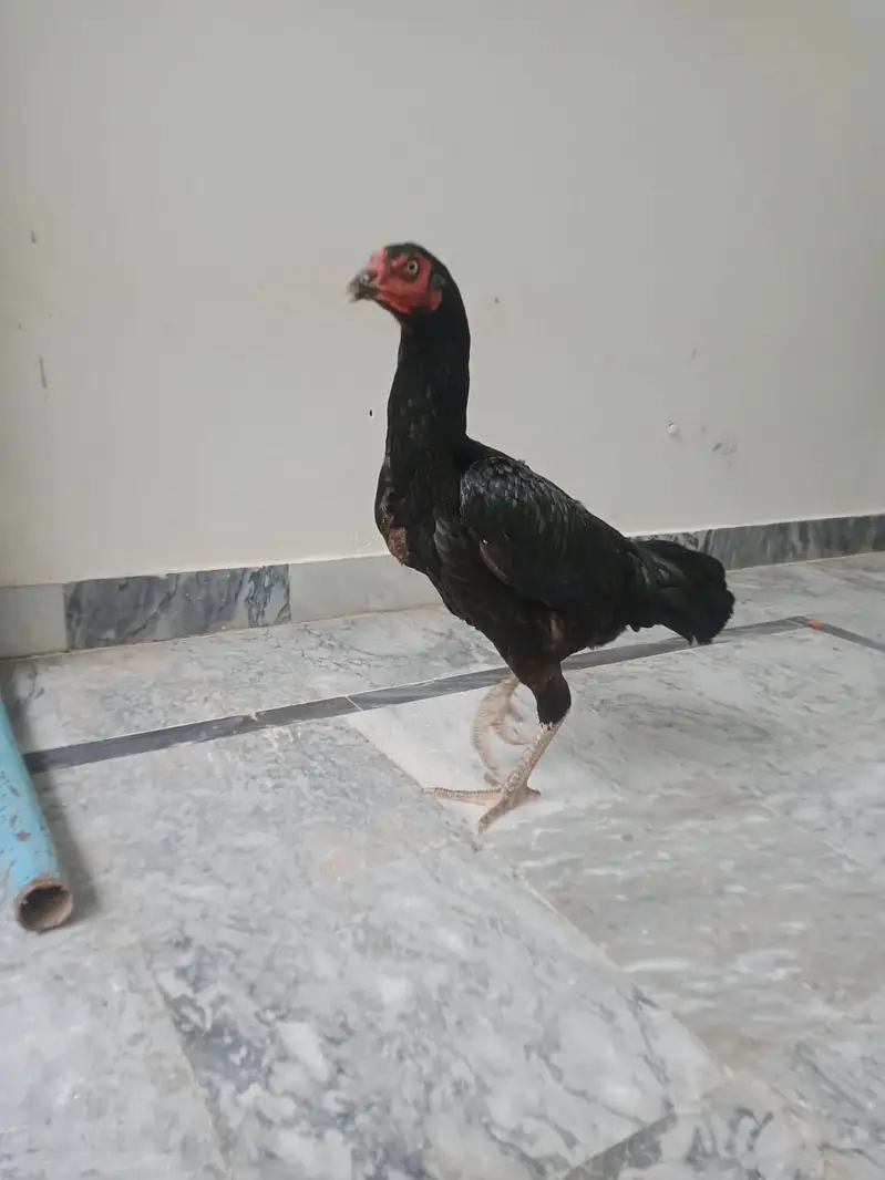 Aseel murge with 2chicks — photo 2