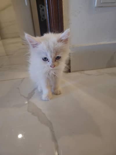 persian kitten