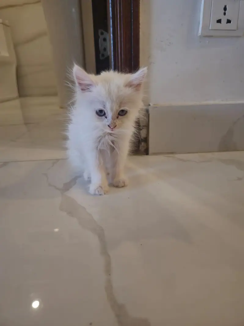 persian kitten — photo 2